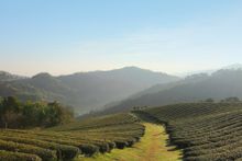 Doi Mae Salong, Chiang Rai