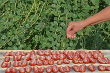 Sun dried tomatoes