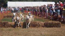 Sark Sheep Racing