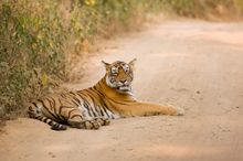 Tigers at Ranthambore