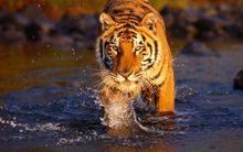 Tigers at Ranthambore