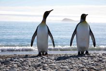 King Penguins, South Georgia