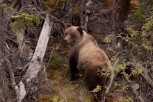 Grizzly Bear - Yukon