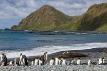Sandy Bay, Macquarie Island