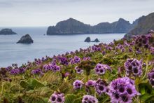Campbell Island