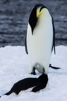 Emperor penguin, Commonwealth Bay