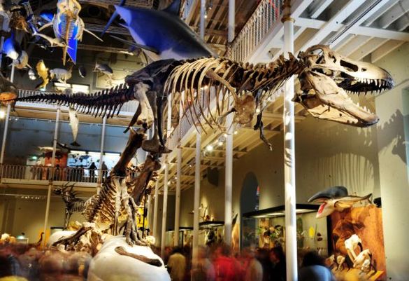 The T.rex model at the National Museum of Scotland, Edinburgh