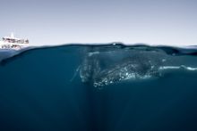 Late July and August are the best times to swim with the humpbacks in Hervey Bay but the whale watching season continues until early November.