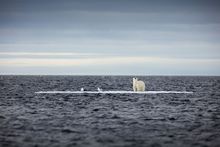 Polar bear on ice flow in Spitsbergen