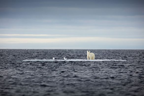 Polar bear on ice flow in Spitsbergen