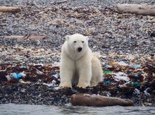 Polar bear on beach surrounded by plastic