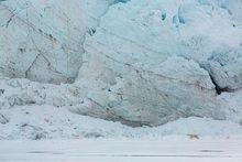 Polar bear in front of glacier