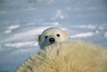 Polar bear cub with mother