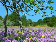 Campo flores - Formentera 