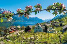 Spring in Hardanger