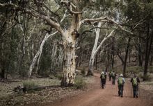 Arkaba Walk