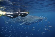 Sal-Salis_Ningaloo Reef - swimming with whale sharks