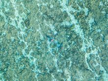 Lady Elliot Island's Glass Clear-Bottom Kayak