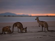  Cape Hillsborough Sunrise with the Wallabies Tours