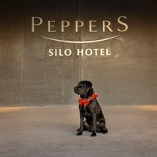 Peppers Silo Hotel's Canine Ambassador Archie, trained by Guide Dogs Tasmania