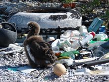 An estimated eight million tonnes of plastic pollution pours into our oceans annually, impairing and killing wildlife and poisoning ecosystems