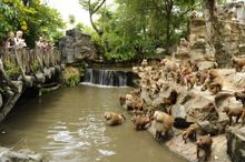 Singapore Zoo