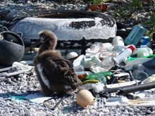   An estimated 8.8 million tons of plastic pollution pours into our oceans annually, impairing and killing wildlife and poisoning ecosystems 