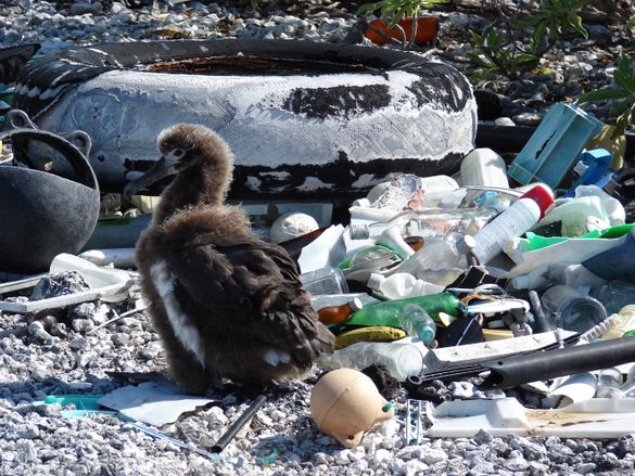  An estimated 8.8 million tons of plastic pollution pours into our oceans annually, impairing and killing wildlife and poisoning ecosystems 