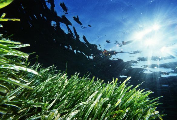 Formentera's Posidonia 