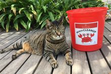 Skabenga, the mascot of The Oyster Box Hotel in South Africa, “helping” with beach cleanup 