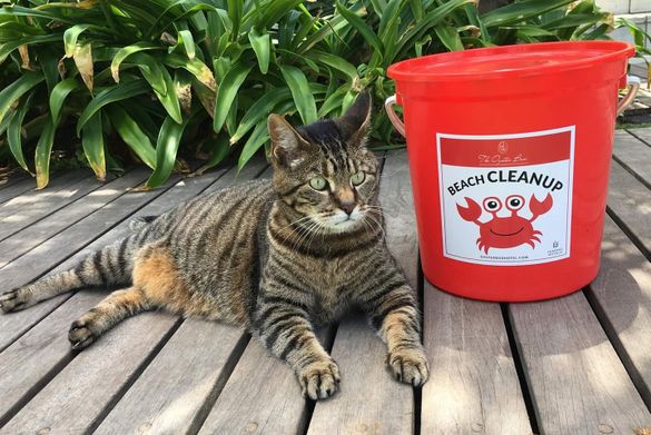 Skabenga, the mascot of The Oyster Box Hotel in South Africa, “helping” with beach cleanup 