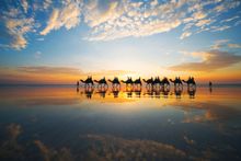 Camels on Cable Beach, Broome at sunset