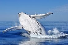Whale watching in Australia's South West