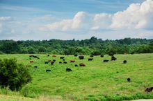 STRAUSS Beef (USA) - Free-raised (grass-fed & grass-finished beef)