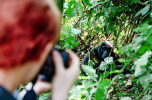 Gorilla trekking in Bwindi impenetrable National Park, Uganda