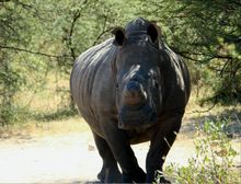White rhino bull, Matobo National Park, Zimbabwe 