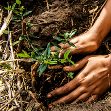 Tree planting: Greenpop's Festival of Action