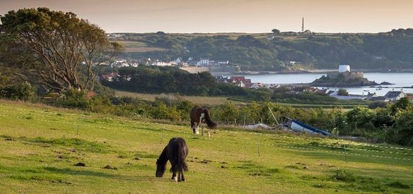 Guernsey im Herbst