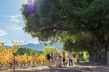 Madrone Family eco-friendly vineyard in Sonoma, California 