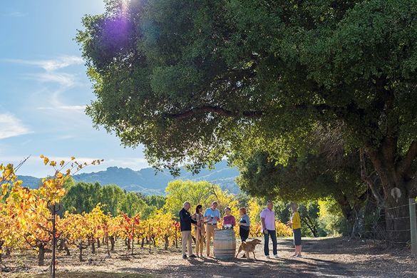 Madrone Family eco-friendly vineyard in Sonoma, California 