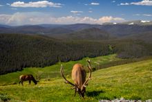 Elk bulls on tundra in Rocky Mountain National Park