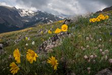 Wildflowers in Rocky Mountain National Park