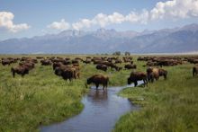 Bison on the Medano Creek