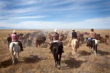 Moving cattle at Zapata Ranch