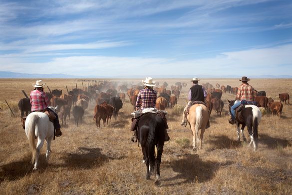 Moving cattle at Zapata Ranch