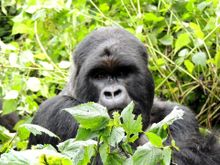 A mountain gorilla in Rwanda