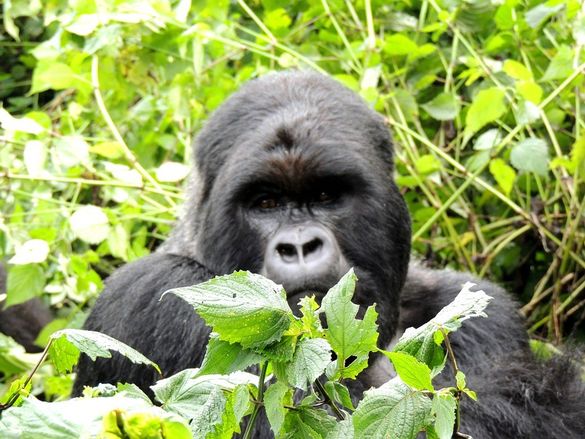 A mountain gorilla in Rwanda