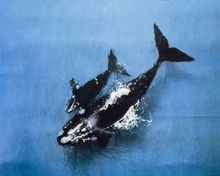 Whale watching in Warrnambool