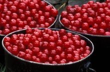 Freshly picked Door County cherries