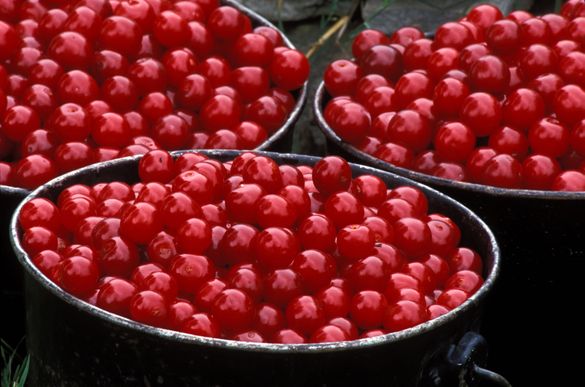 Freshly picked Door County cherries